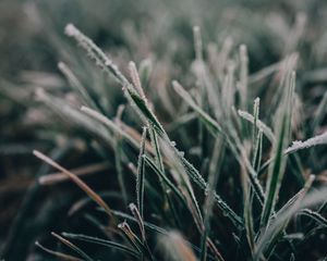 Preview wallpaper grass, frost, macro, blur, nature