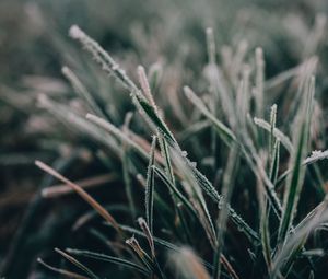 Preview wallpaper grass, frost, macro, blur, nature