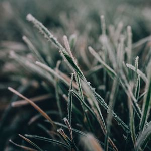 Preview wallpaper grass, frost, macro, blur, nature