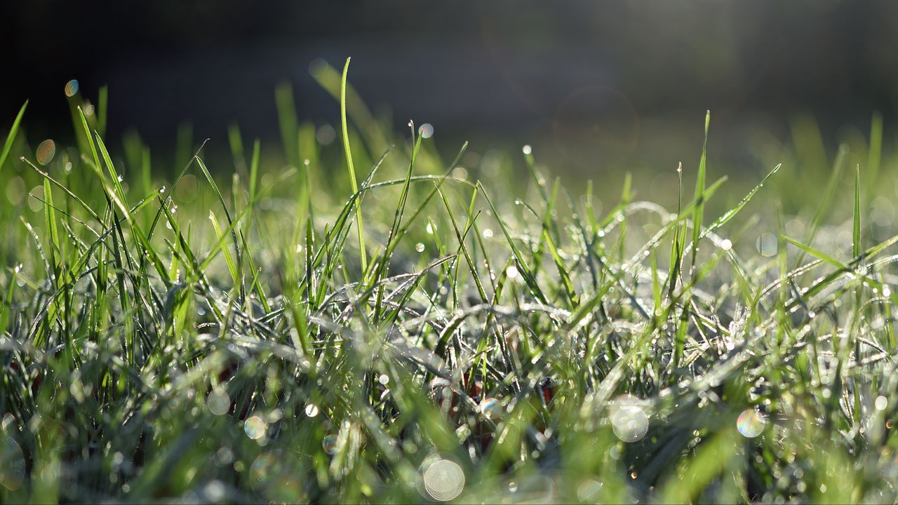 Wallpaper grass, frost, macro, light, bokeh