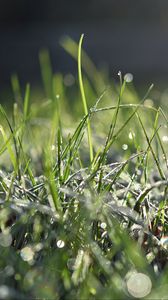 Preview wallpaper grass, frost, macro, light, bokeh