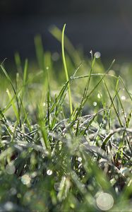Preview wallpaper grass, frost, macro, light, bokeh