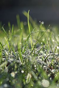 Preview wallpaper grass, frost, macro, light, bokeh