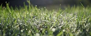 Preview wallpaper grass, frost, macro, light, bokeh