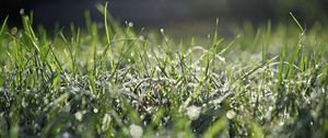 Preview wallpaper grass, frost, macro, light, bokeh