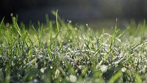 Preview wallpaper grass, frost, macro, light, bokeh