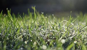 Preview wallpaper grass, frost, macro, light, bokeh