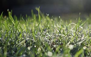 Preview wallpaper grass, frost, macro, light, bokeh