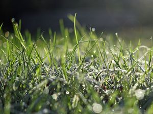 Preview wallpaper grass, frost, macro, light, bokeh