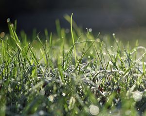 Preview wallpaper grass, frost, macro, light, bokeh