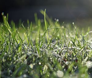 Preview wallpaper grass, frost, macro, light, bokeh