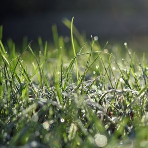 Preview wallpaper grass, frost, macro, light, bokeh