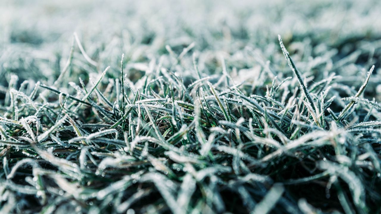 Wallpaper grass, frost, macro, winter