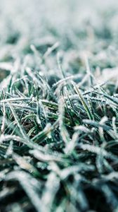 Preview wallpaper grass, frost, macro, winter