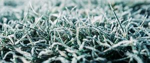 Preview wallpaper grass, frost, macro, winter