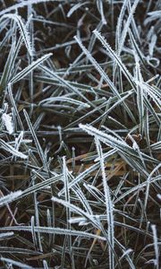 Preview wallpaper grass, frost, macro, winter, cold