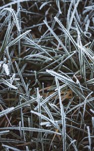 Preview wallpaper grass, frost, macro, winter, cold