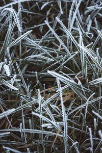 Preview wallpaper grass, frost, macro, winter, cold