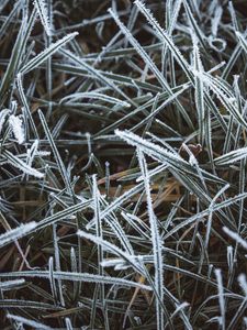 Preview wallpaper grass, frost, macro, winter, cold