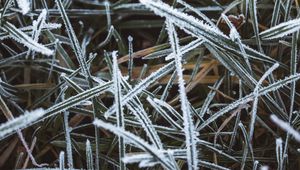 Preview wallpaper grass, frost, macro, winter, cold