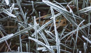 Preview wallpaper grass, frost, macro, winter, cold