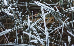 Preview wallpaper grass, frost, macro, winter, cold