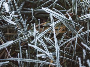 Preview wallpaper grass, frost, macro, winter, cold