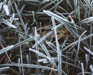 Preview wallpaper grass, frost, macro, winter, cold