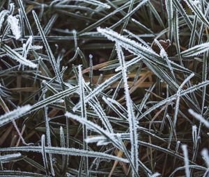 Preview wallpaper grass, frost, macro, winter, cold