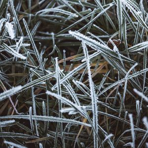 Preview wallpaper grass, frost, macro, winter, cold