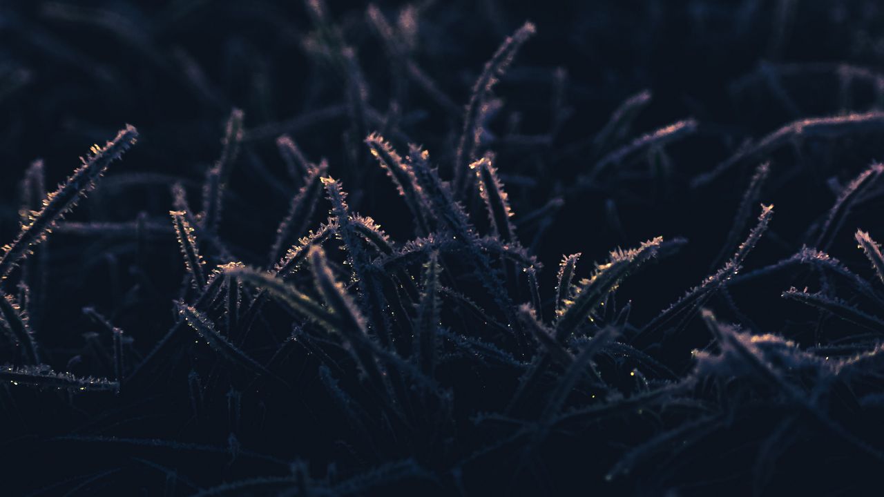 Wallpaper grass, frost, macro