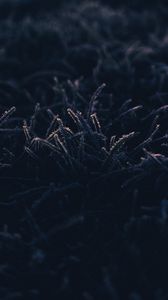 Preview wallpaper grass, frost, macro