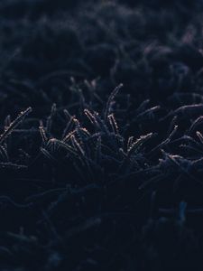 Preview wallpaper grass, frost, macro