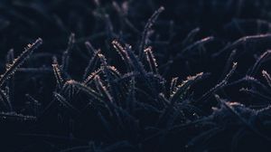 Preview wallpaper grass, frost, macro