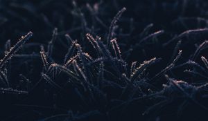 Preview wallpaper grass, frost, macro