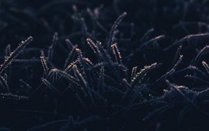 Preview wallpaper grass, frost, macro