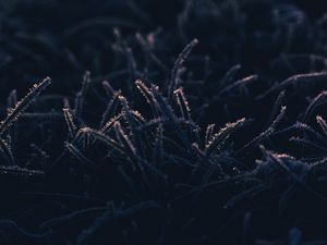 Preview wallpaper grass, frost, macro