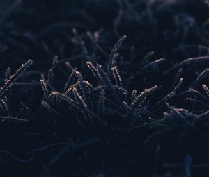 Preview wallpaper grass, frost, macro