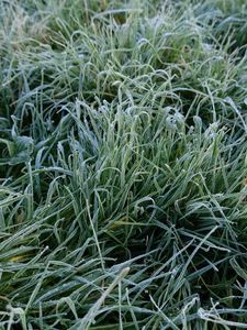 Preview wallpaper grass, frost, macro, green