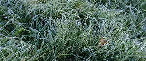 Preview wallpaper grass, frost, macro, green