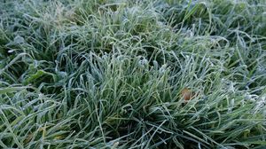 Preview wallpaper grass, frost, macro, green