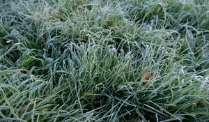 Preview wallpaper grass, frost, macro, green