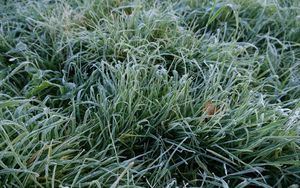 Preview wallpaper grass, frost, macro, green