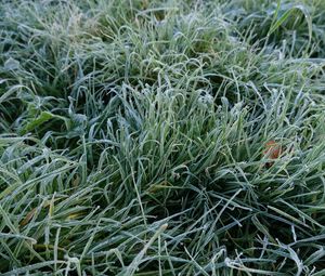 Preview wallpaper grass, frost, macro, green