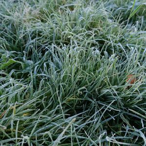 Preview wallpaper grass, frost, macro, green