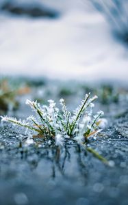 Preview wallpaper grass, frost, macro, blur, reflection
