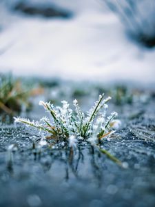 Preview wallpaper grass, frost, macro, blur, reflection