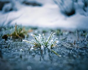 Preview wallpaper grass, frost, macro, blur, reflection