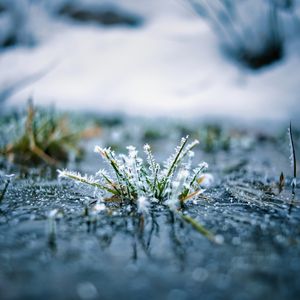 Preview wallpaper grass, frost, macro, blur, reflection