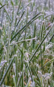 Preview wallpaper grass, frost, nature, macro